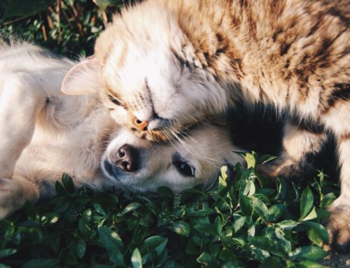 CBD olja hund – Bäst CBD olja till hund & katt 2024